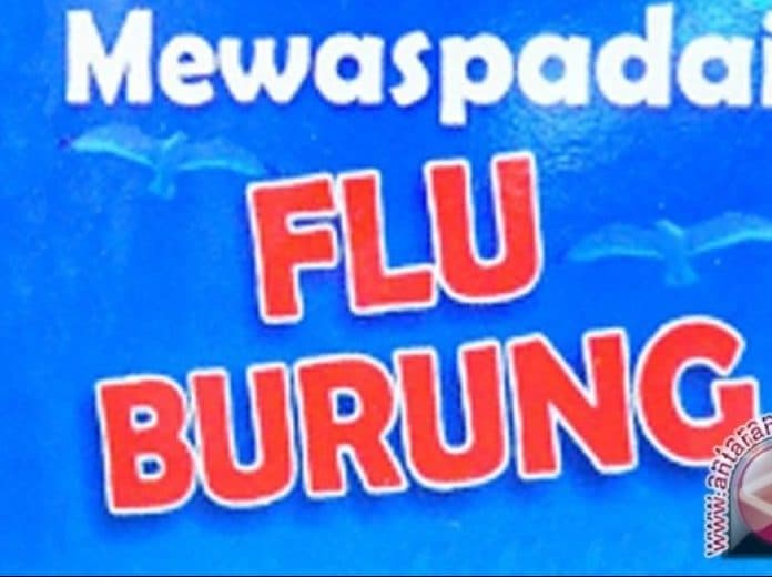 china_kembali_temukan_kasus_flu_burung_yang_mematikan