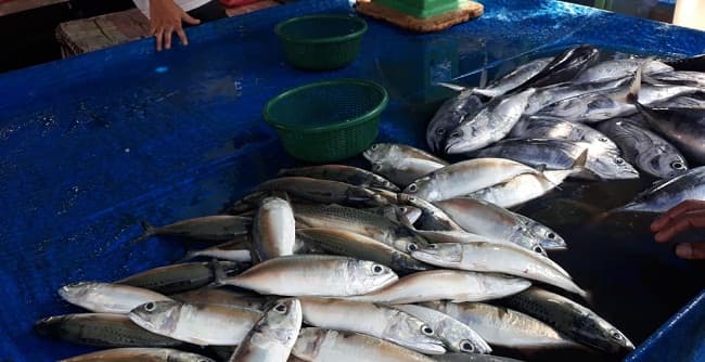 cuaca_buruk_stok_ikan_minim_dan_harga_melambung