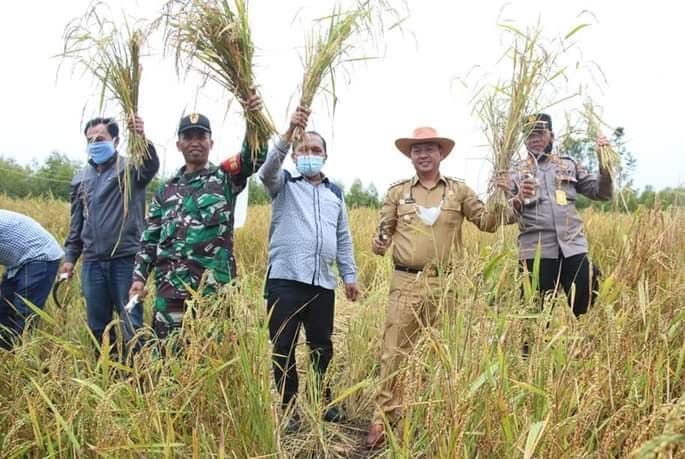 curhat_ke_bupati_taput_saat_panen_padi_gogo_petani_sosor_napa_butuh_alsintan_dan_listrik