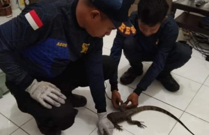 damkar_deli_serdang_tangkap_biawak_di_rumah_warga