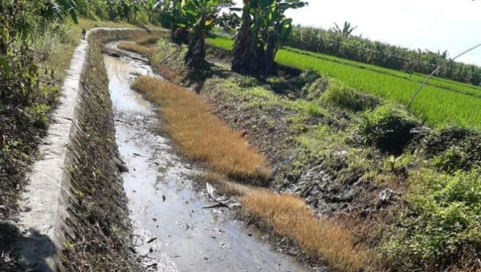 dampak_konversi_teh_sawit_di_sidamanik_mulai_terasa_lahan_pertanian_kekeringan
