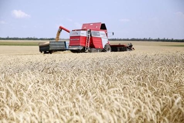 dampak_perang_rusia_ukraina_petani_gandum_dunia_menjerit