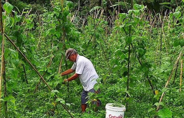 data_bps_ada_76230_petani_gurem_di_simalungun
