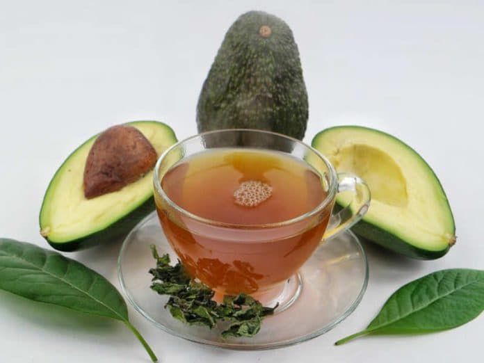 daun_alpukat_ternyata_bisa_mengatasi_darah_tinggi
