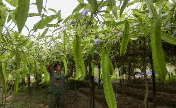 daun_kecipir_mentah_mengandung_sedikit_toksik