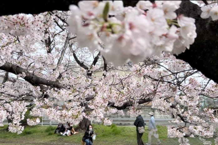 daya_pikat_sakura_hipnotis_turis_berwisata_ke_jepang