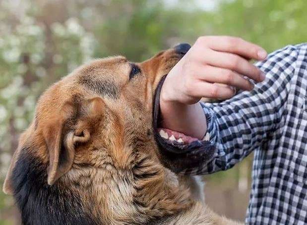 diduga_digigit_anjing_pelajar_sd_st_yosef_sidikalang_dairi_meninggal_dunia
