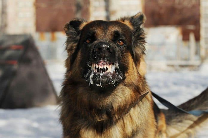 diduga_digigit_anjing_rabies_pria_di_dairi_meregang_nyawa