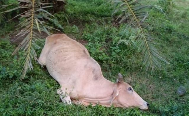 diduga_diracun_sudah_11_ekor_lembu_warga_ditemukan_mati_di_deli_serdang