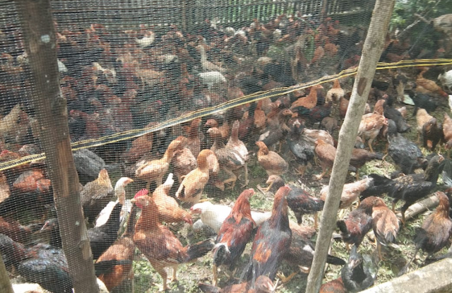 dinas_ketapang_toba_salurkan_bantuan_ternak_ayam_kepada_poktan_di_3_kecamatan