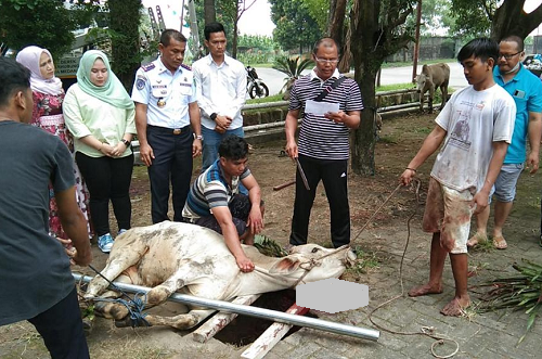 dinas_perhubungan_kota_medan_sembelih_10_hewan_kurban