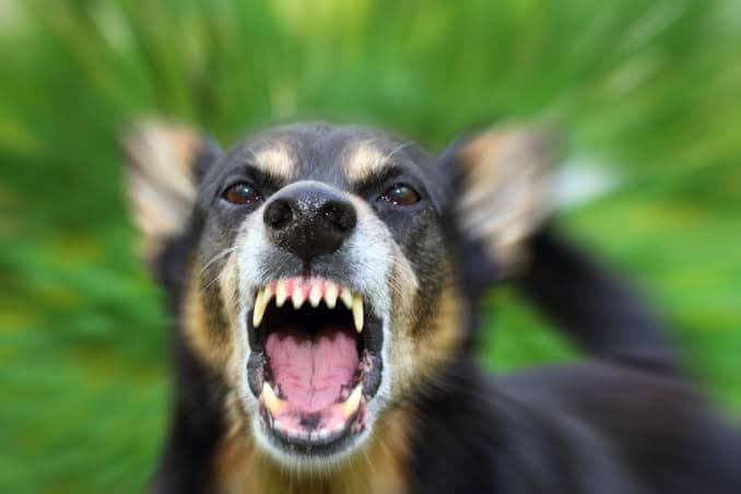 dinas_pertanian_simalungun_alokasikan_anggaran_rp_800_juta_untuk_pengadaan_vaksin_rabies