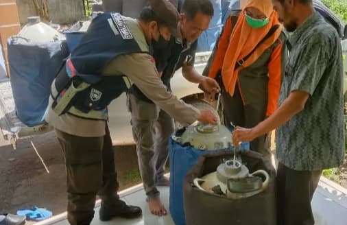 dinas_peternakan_sumut_salurkan_bibit_embrio_ternak_sapi_di_sipispis_sergai