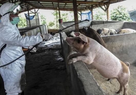 dinas_peternakan_sumut_surati_kabupatenkota_antisipasi_virus_flu_babi_afrika