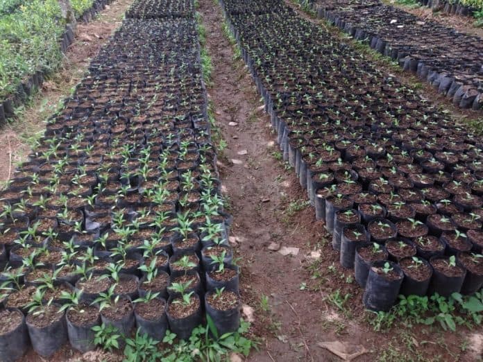 dinas_tph_sumut_terus_perbanyak_bibit_cabai_merah