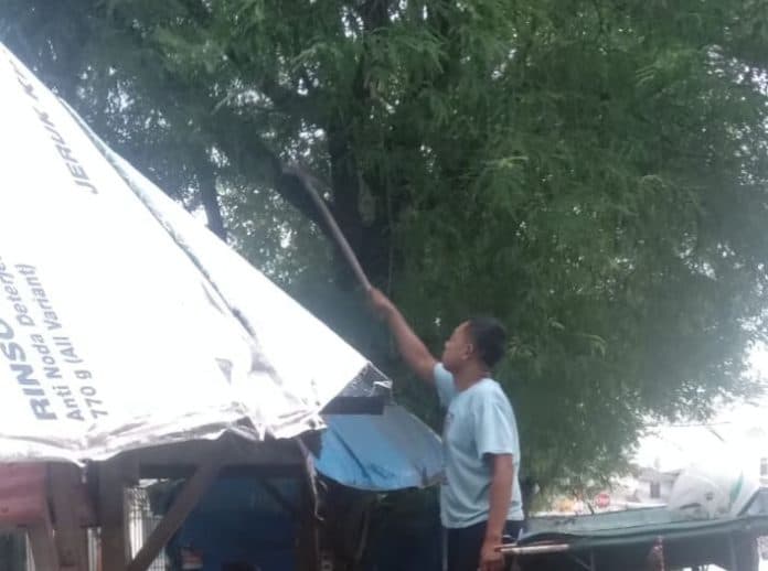 diyakini_banyak_manfaat_buah_pohon_asam_jawa_di_kota_tebing_tinggi_paling_diminati_warga