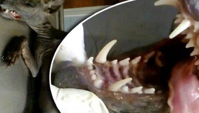 drakula_penghisap_darah_ternak_di_taput_sejenis_anjing