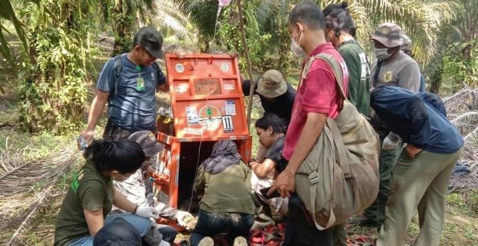 dua_beruang_madu_kena_jerat_di_areal_kebun_pt_rudimex_langkat_dilepas_ke_kawasan_tngl