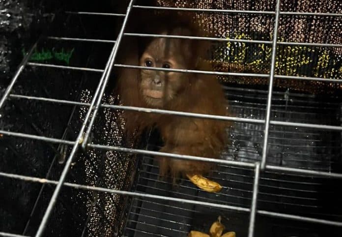 dua_ekor_bayi_orangutan_nyaris_jadi_korban_perdagangan_satwa_dilindungi
