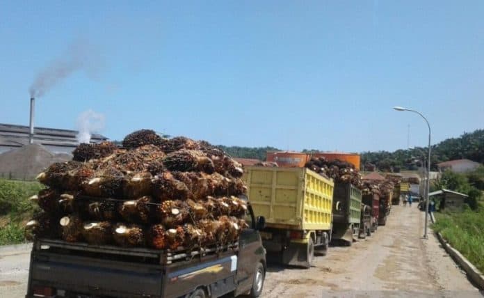 dua_pabrik_sawit_di_mukomuko_bengkulu_beli_tbs_rp20000kg