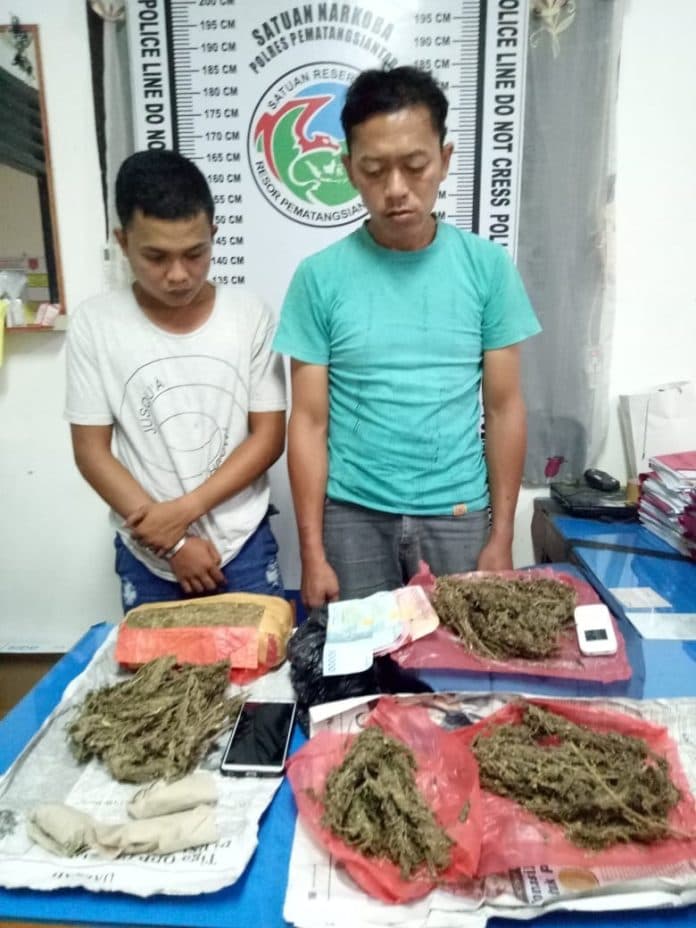 dua_sekawan_warga_tomuan_ditangkap_total_bb_13_kg_ganja