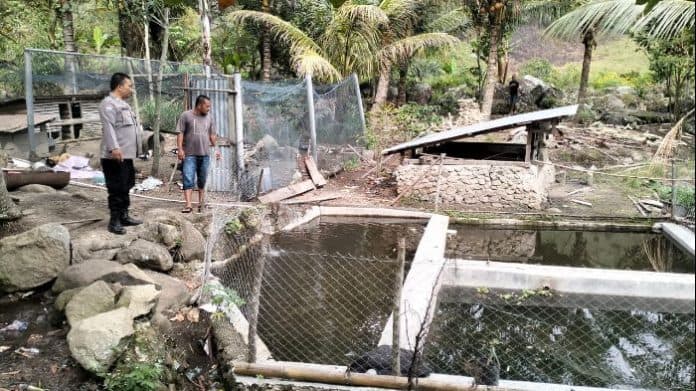 dukung_program_ketahanan_pangan_pemerintah_pengelola_kolam_darat_di_samosir_diminta_produktif