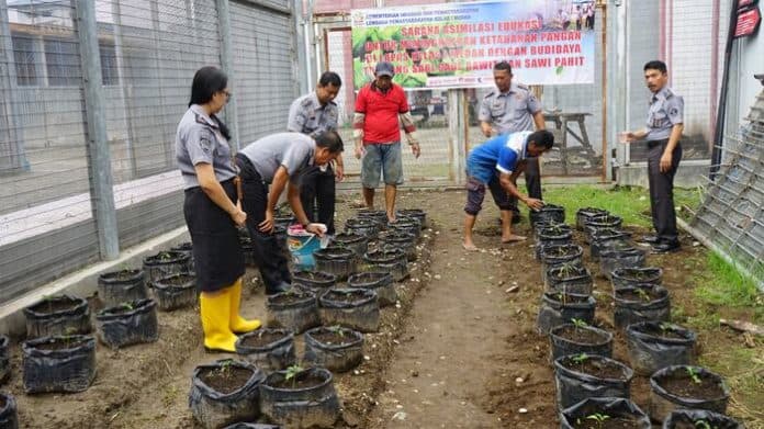 dukung_program_ketahanan_pangan_petugas_dan_wbp_lapas_medan_budidaya_tanaman_cabai_rawit
