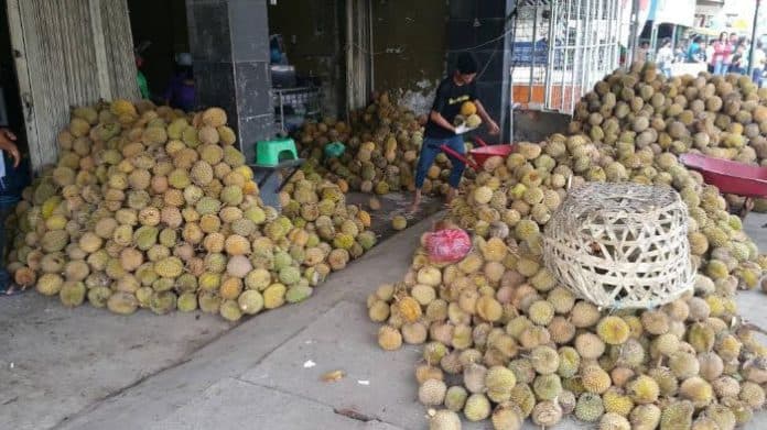 durian_sidikalang_melimpah_di_jalan_jamin_ginting_medan