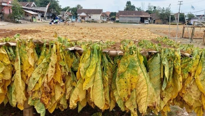 ekonom_minta_pemerintah_tidak_lakukan_lonjakan_cukai_rokok_di_tahun_berikutnya
