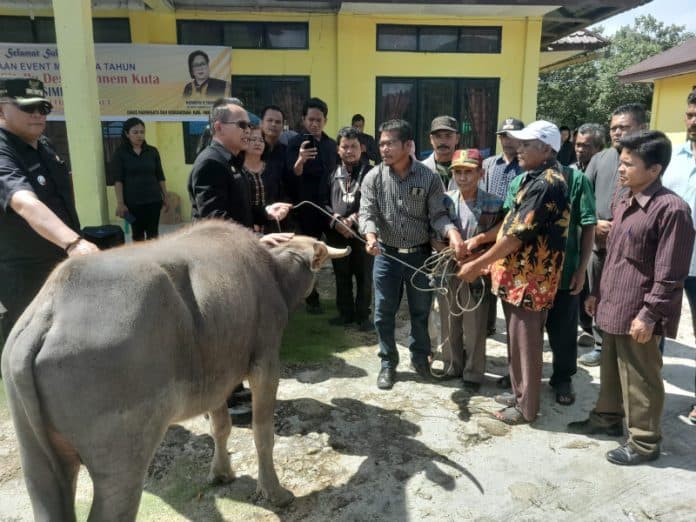 even_pesta_budaya_menanda_tahun_segera_digelar_di_kecamatan_pggs_bupati_beri_bantuan_kerbau
