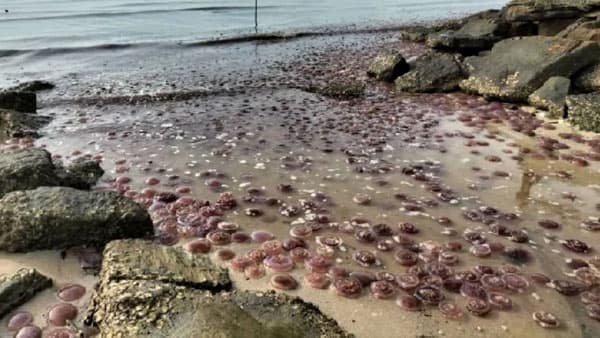 fenomena_ribuan_ubur_ubur_terdampar_di_pantai_sabah