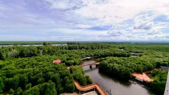 fokus_lensa_hutan_bakau_seluas_mata_memandang