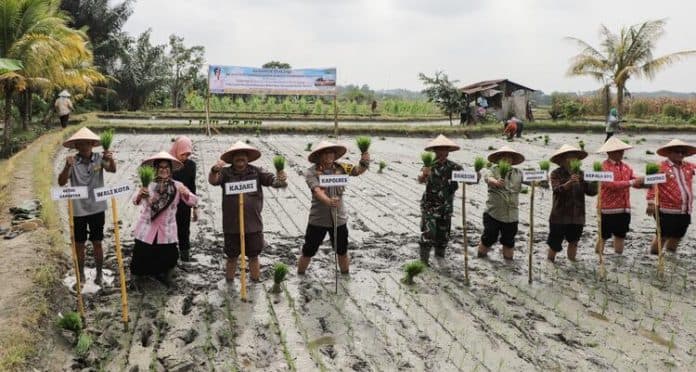 forkopimda_tanam_padi_perdana_poktan_satahi_susanti_semoga_siantar_bisa_swasembada_beras