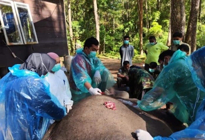 gajah_dwiki_penghuni_anecc_mati_begini_penjelasan_bksda_sumut