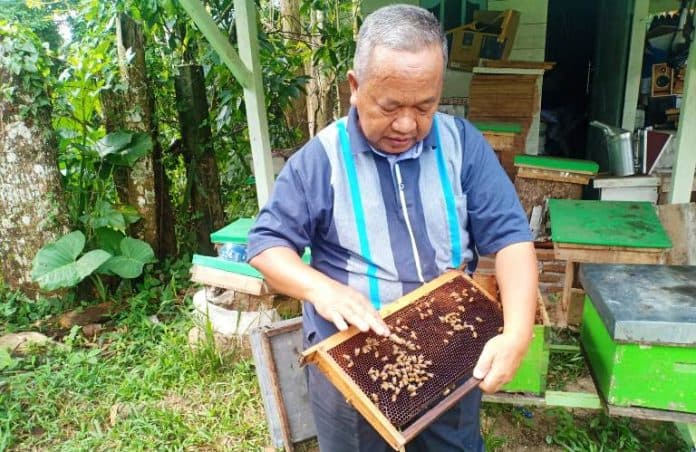geluti_budidaya_lebah_sejak_sd_aam_hasanudin_mampu_produksi_ratusan_kg_madu_sebulan