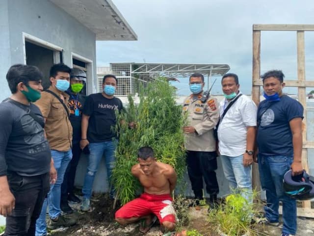 gerebek_sabu_tekab_polsek_medan_kota_temukan_20_pohon_ganja