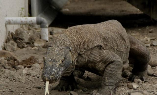 gigi_komodo_ternyata_dilapisi_besi_dan_setajam_silet