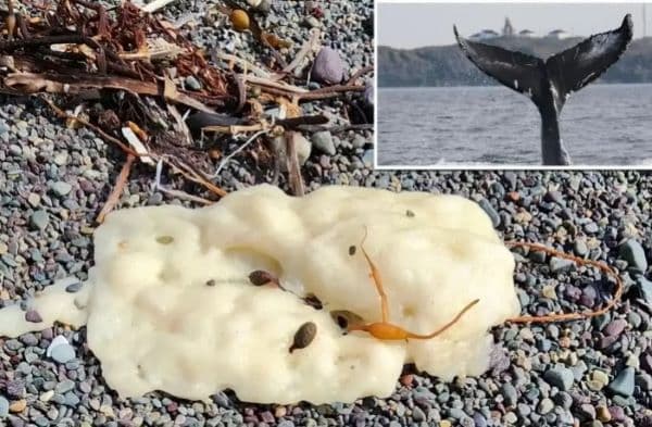 gumpalan_putih_misterius_di_pantai_newfoundland_bikin_bingung_ilmuwan