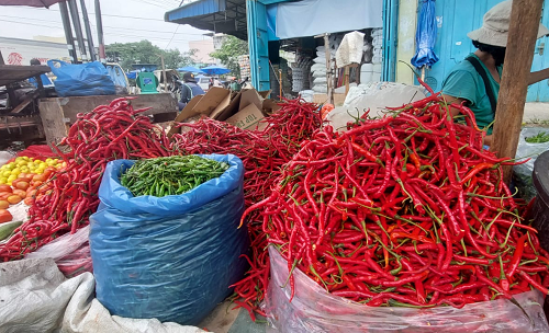 harga_cabai_mulai_turun_pemprov_sumut_terus_jaga_stabilitas_harga_cabai