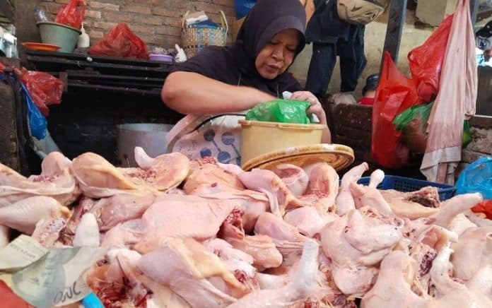 harga_daging_ayam_melejit_di_siantar_akibat_pakan_ternak