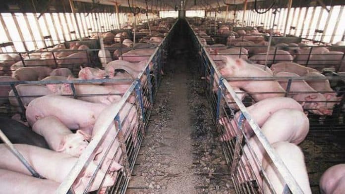 harga_daging_babi_terus_merosot_china_hadapi_kekhawatiran_baru