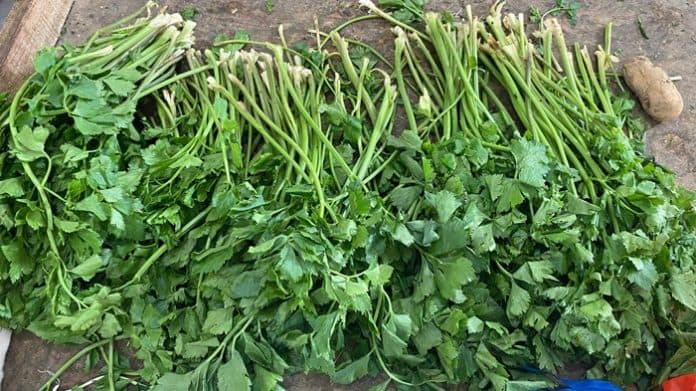 harga_daun_sop_dan_pre_diprediksi_naik_saat_idul_adha