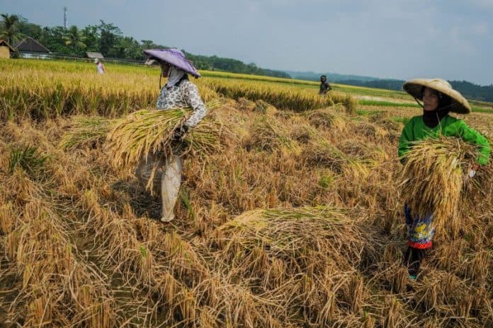 harga_gabah_di_tingkat_petani_pada_maret_naik_018