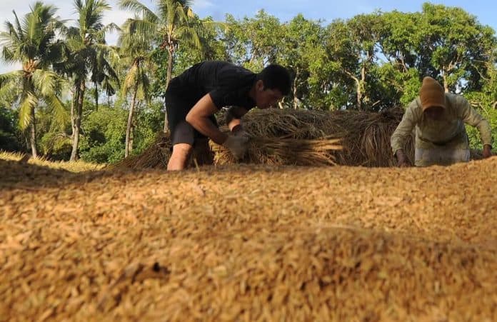 harga_gabah_di_tingkat_petani_pada_oktober_naik