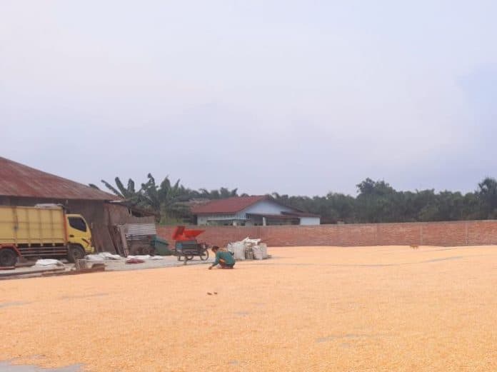 harga_jagung_turun_petani_jagung_di_simalungun_pasrah
