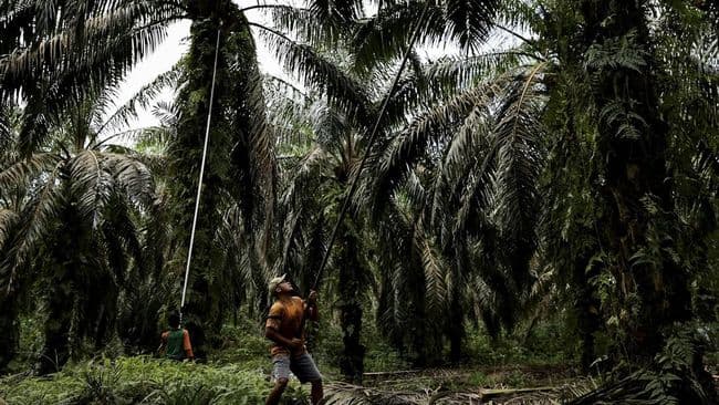 harga_pupuk_mahal_petani_sawit_di_simalungun_mengeluh
