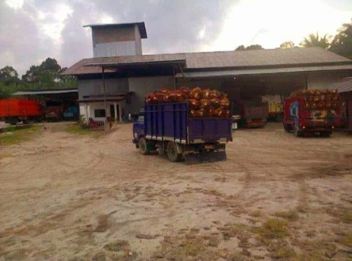 harga_sawit_di_tanah_jawa_simalungun_merosot_rp2120_per_kilogram
