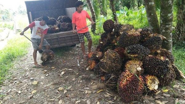 harga_tbs_sawit_di_tanah_jawa_tembus_rp2050_per_kilogram