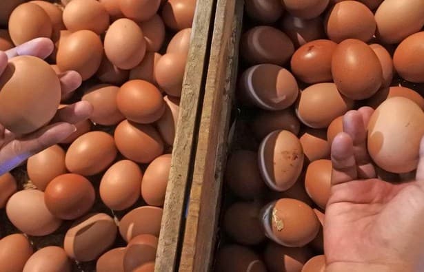 harga_telur_naik_karena_harga_pakan_melonjak