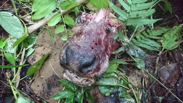 harimau_kembali_mangsa_ternak_warga_di_langkat